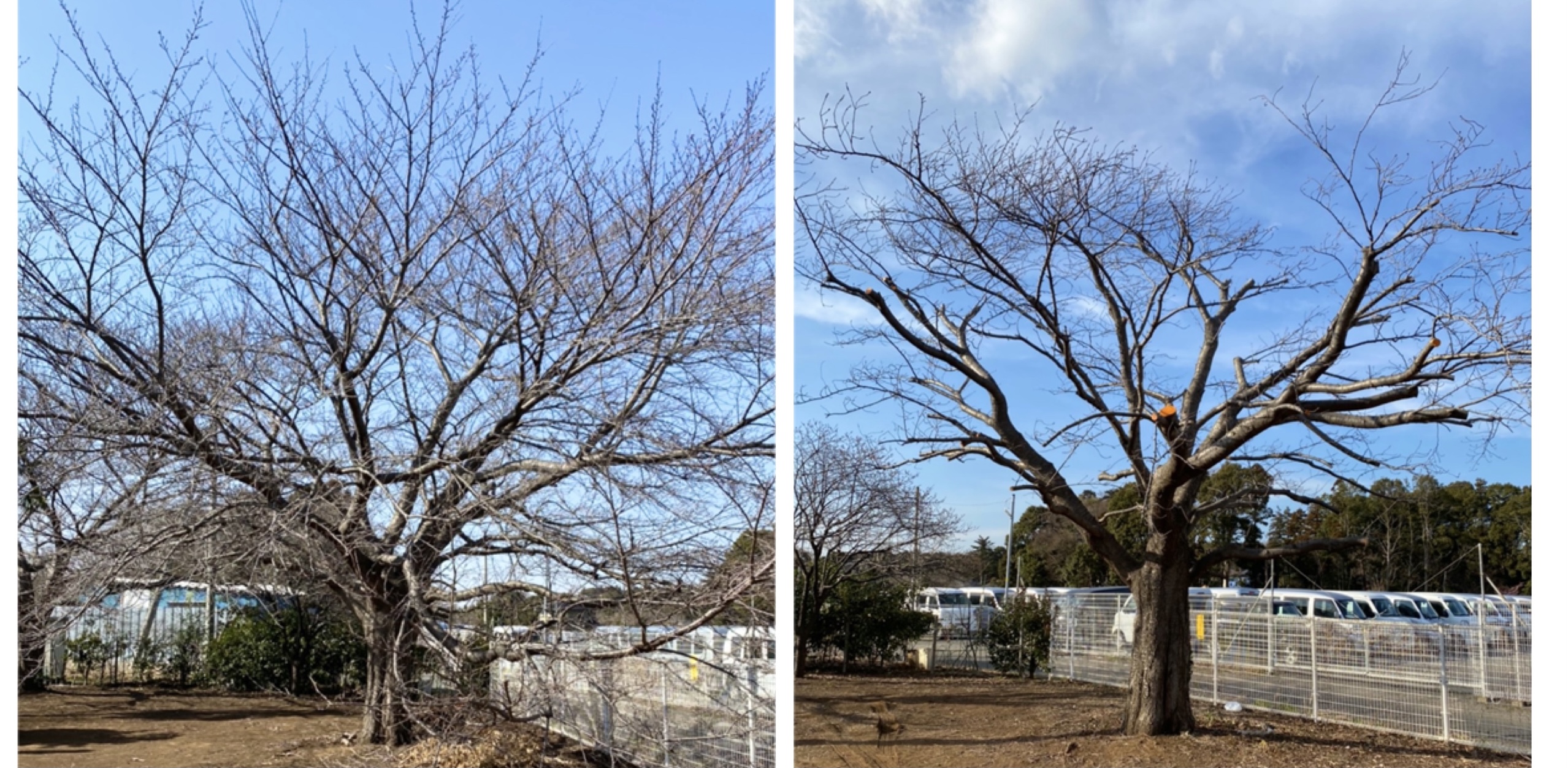 桜の木の強剪定です 椎名ガーデン
