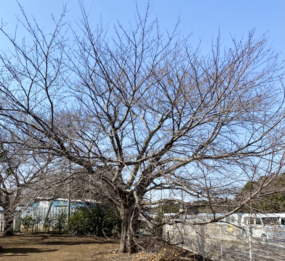 桜の木の強剪定です 椎名ガーデン
